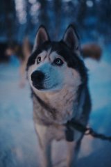 Северное Сияние