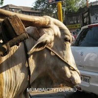Mumbai City Tour