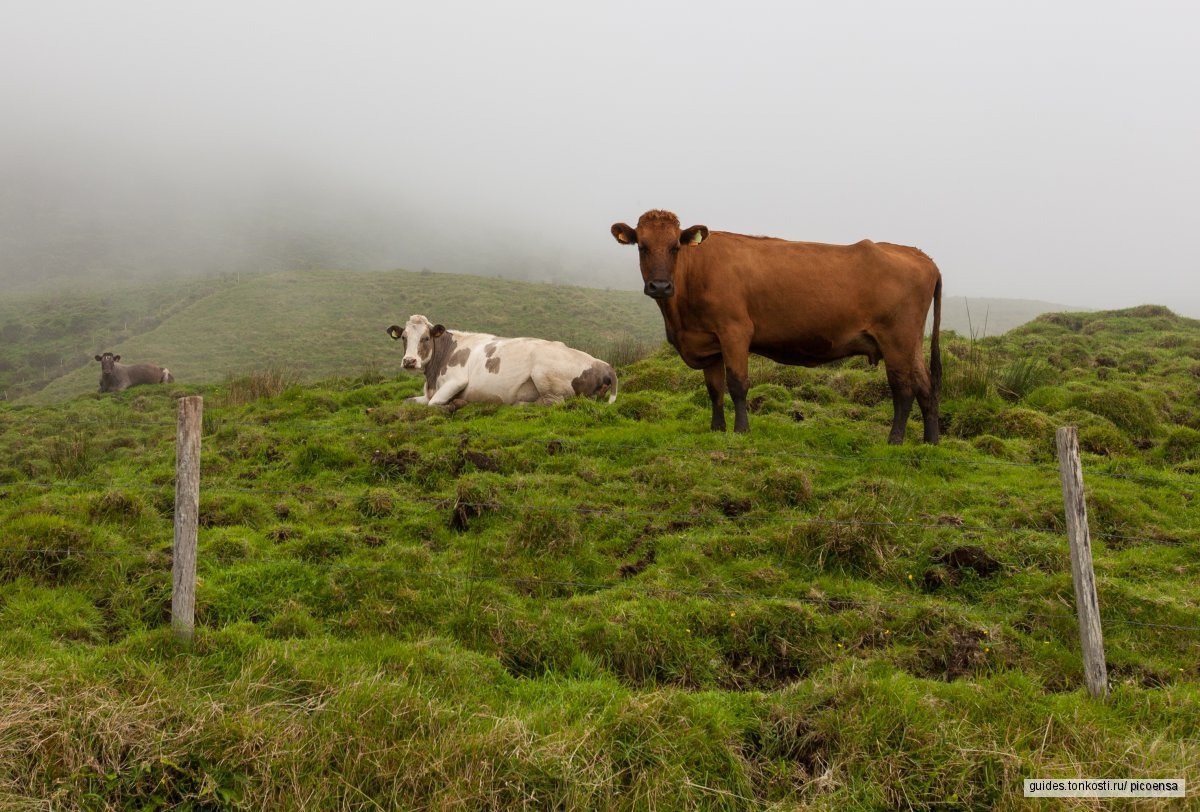 Азорский остров Пику: поход за энергией — экскурсия на «Тонкостях туризма»